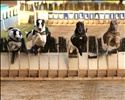 Dog racing at Wimbledon Stadium